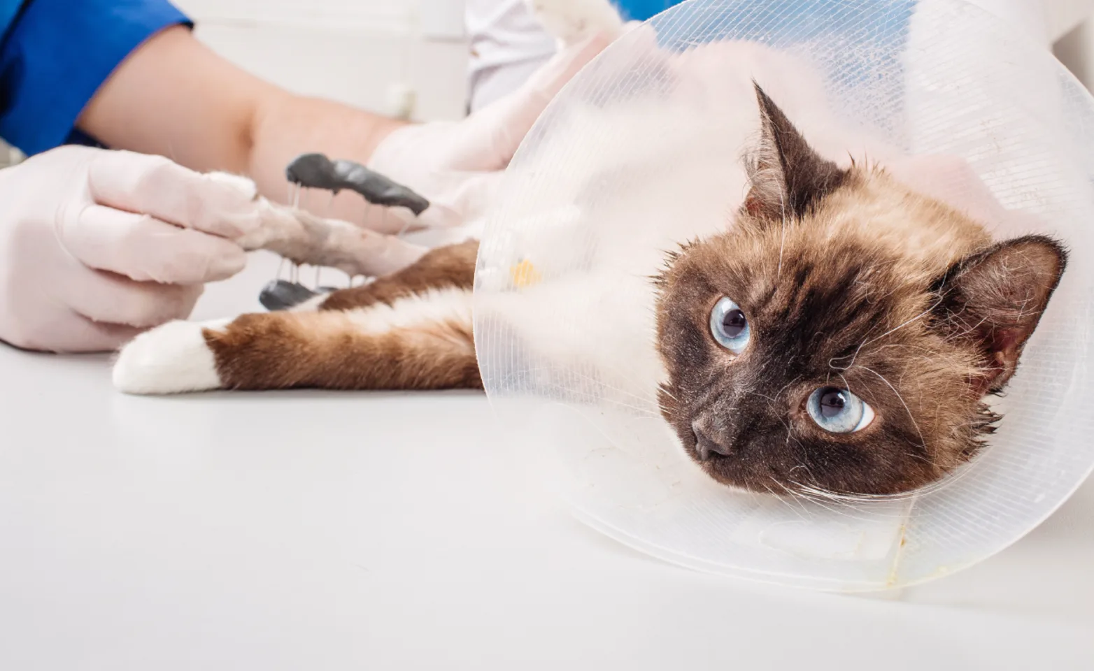Cat with cone on exam table